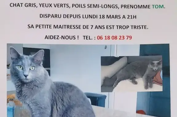 Animaux perdus La Garenne-Colombes, photo: Chat Tom Bleu Russe perdu