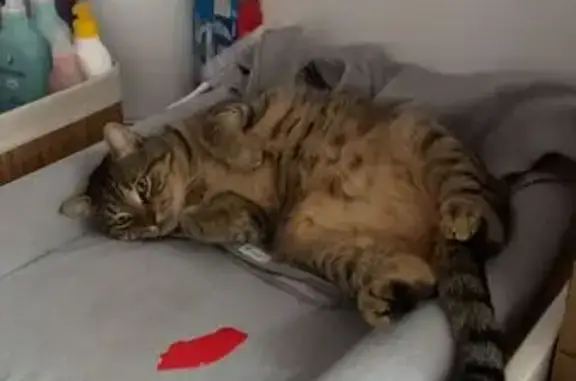 Chat perdu à Épernay - Pucé et castré - photo