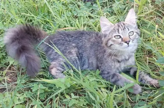 Lost Kitten Alert: Grey Tabby in Pretoria!