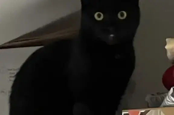 Animaux perdus Paris, photo: Chatte Tsitsi perdue à Paris 20e