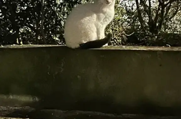 Chat inconnu sur terrasse à Nantes - photo