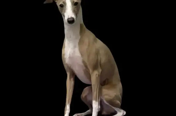 Lost Italian Greyhound - Fawn/White on Seymour Dr