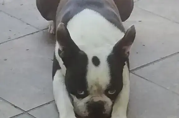 Lost Black & White Boston Terrier - Harris St!