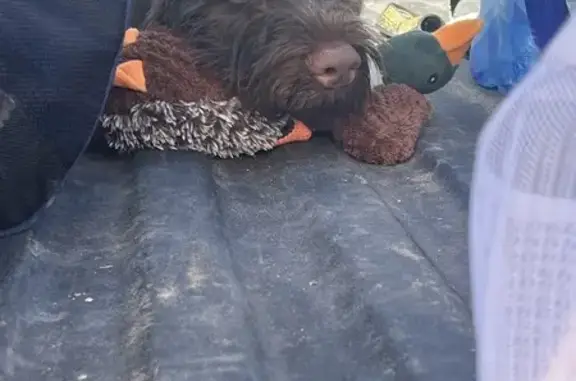 Missing dog , photo: Lost Dog Gilly: Brown & White in Winnemucca!