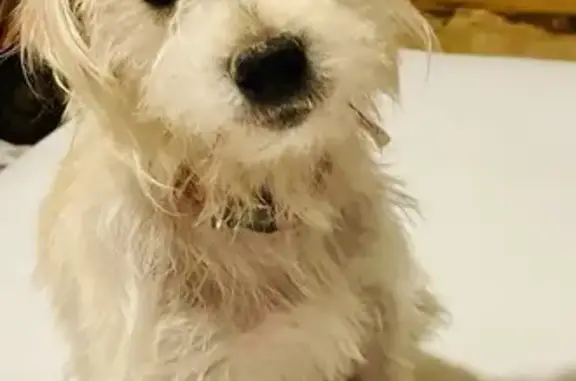 Lost White Terrier/Maltese in Byron - Help!