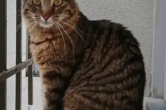 Animaux perdus Pantin, photo: Avis de recherche: Loki, chat gris