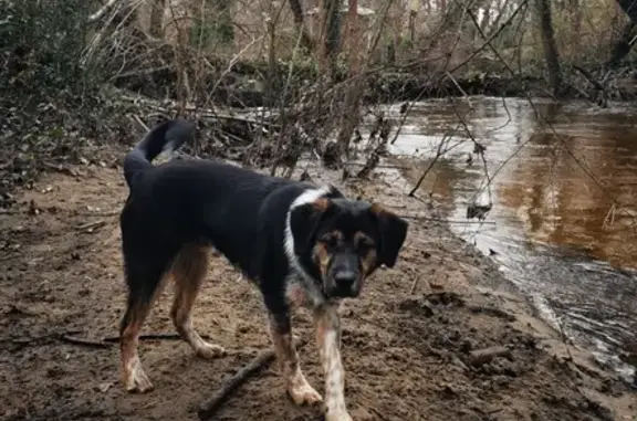 Chien perdu Gradignan, photo : Chien perdu à Cayac - Aidez-nous!