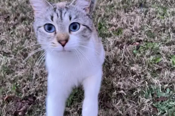 Found Young Cat: Blue-Eyed, Tri-Color DSH in GA