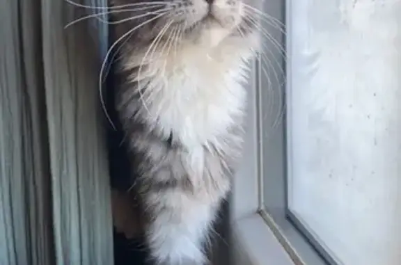 Animaux perdus Les Arcs, photo: Chaton Maine Coon perdu aux Arcs