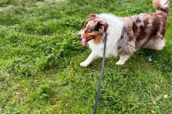 Chien égaré à Cormeilles - photo