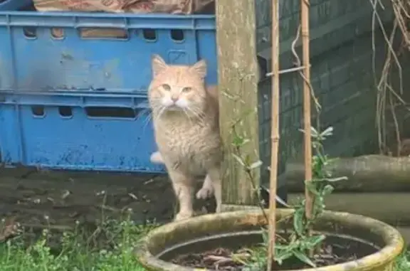 Chat errant à Vieillevigne - photo