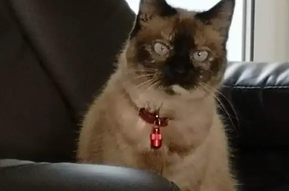 Chatte Siamoise de 15 ans perdue - photo