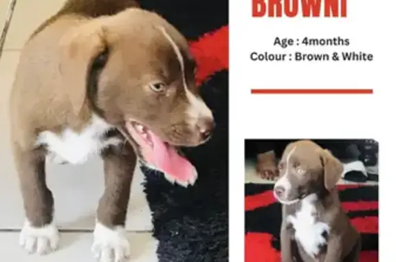 Lost Puppy Alert: Blue-Eyed Brownie in Bloem!