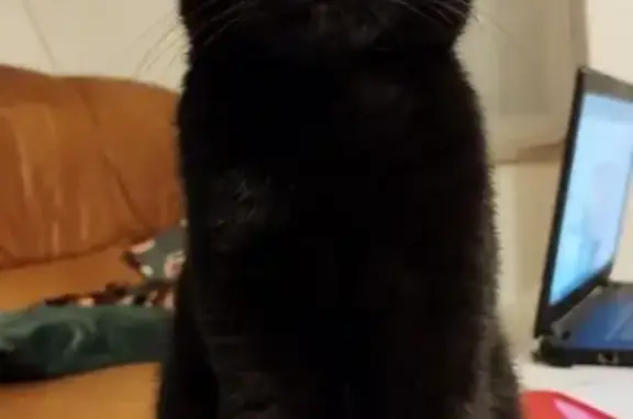 Chat perdu, , photo: Chaton noir aux yeux verts perdu