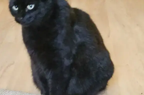 Lost Black Cat 'Buttons' - Plympton Area - Help Find Him!