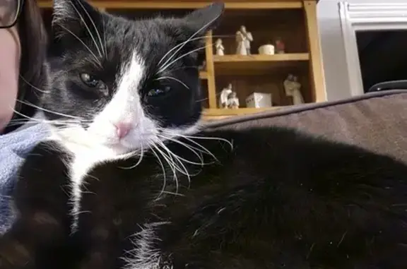 Lost Tuxedo Cat in Telford - Unique Toe!
