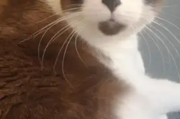 Animaux perdus Strasbourg, photo: Chat perdu à Strasbourg, 45 Ave Pfister
