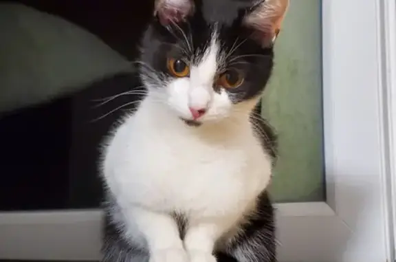 Chaton errant à L'Haÿ-les-Roses - photo