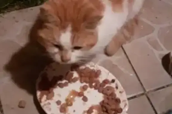 Chat roux et blanc trouvé à Mesgrigny - photo