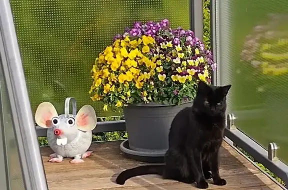 Chat Mika perdu à Sarreguemines - photo