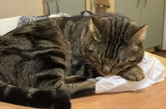 Animaux perdus Hyères, photo: Chat tigré perdu à Hyères