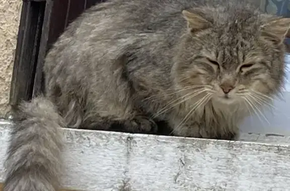 Chat errant à L'Isle-d'Espagnac - photo