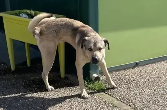 Chien suiveur à Chantenay trouvé - photo