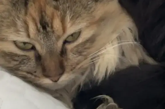 Animaux perdus , photo: Chatte tricolore perdue à Mélamare