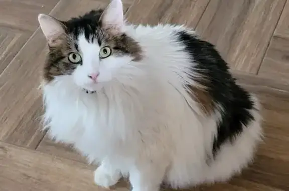 Lost Fluffy Cat with Belly Tattoo in East Mesa