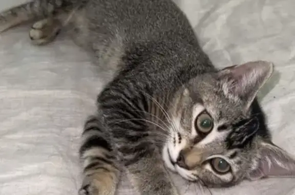 Lost Grey Kitten in Wanneroo - Help Find Him!