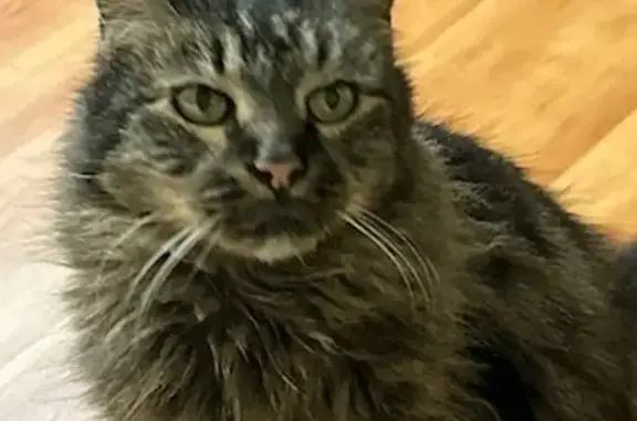 Lost Fluffy Main Coon Mix - Friendly & Large!