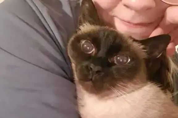 Animaux perdus , photo: Chatte siamoise perdue à Rittershoffen