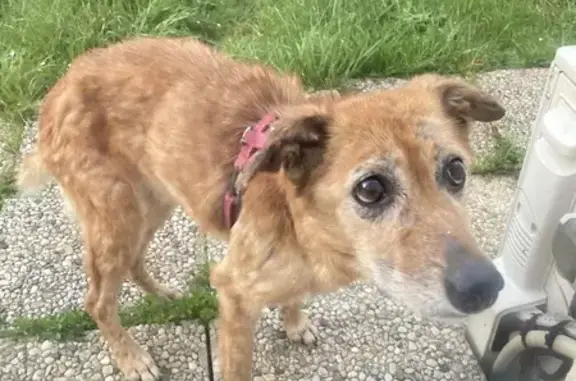 Animaux trouvés Torcy, photo: Chien femelle croisé trouvé à Torcy