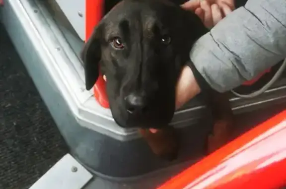 Animaux trouvés , photo: Chiot Malinois-Labrador trouvé