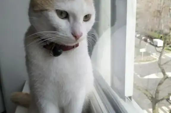 Chat trouvé Créteil, photo: Chat blanc Martin retrouvé