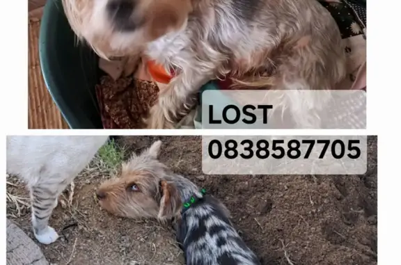 Lost Yorkies Alert: Male & Female Near Sephaku!