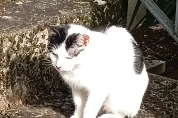 Chat blanc tacheté perdu - Périgueux - photo