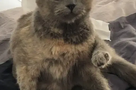 Animaux perdus Montpellier, photo: Chatte grise perdue à Montpellier