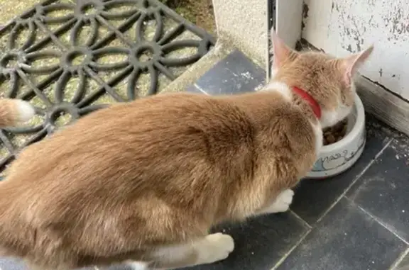 Chat maigre au collier rouge trouvé - photo