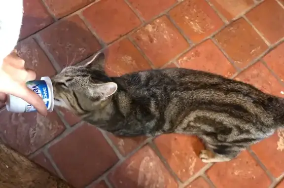Animaux perdus Mont-Saint-Aignan, photo: Chat tigré perdu à Mont-Saint-Aignan