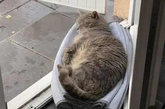 Chat perdu, La Chapelle-Heulin, photo: Chat gris dodu perdu - La Chapelle
