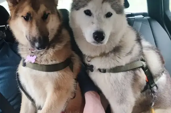 Chien perdu , photo : Alerte: Huskys Sky & Taïga Évadés