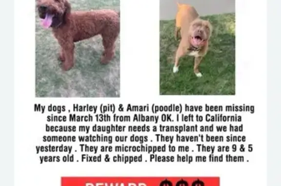 Desperate Search: Lost Dog Since 3/13 - Help!