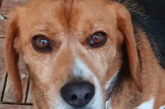 Chien perdu , photo : Beagle Elisabeth perdu à Mainxe