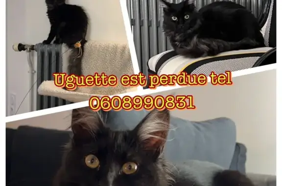 Animaux perdus Périgueux, photo: Uguette, chat noir égaré