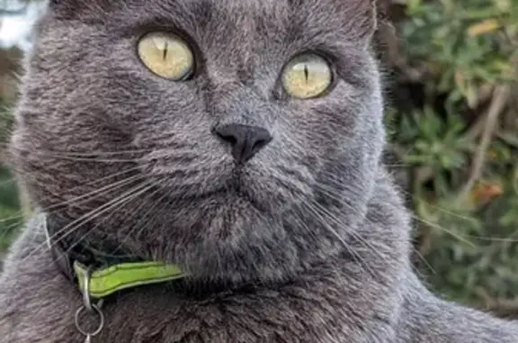 Animaux perdus Biarritz, photo: Chat Gris Perdu: Collier Vert