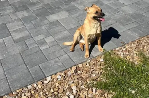 Lost Pup Alert: Sweet Young Dog - Henderson!
