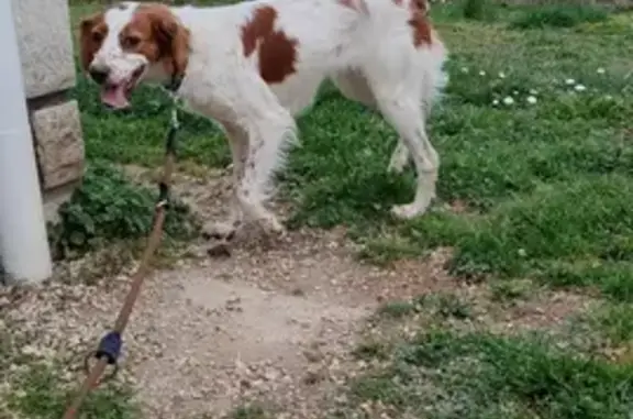 Chienne Épagneul trouvée - photo