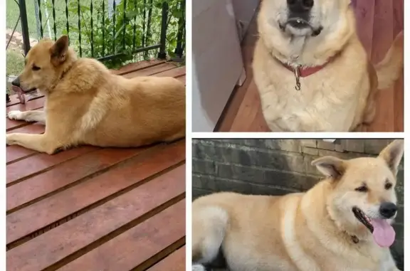 Lost Senior Dog: Blonde German Shepherd Mix