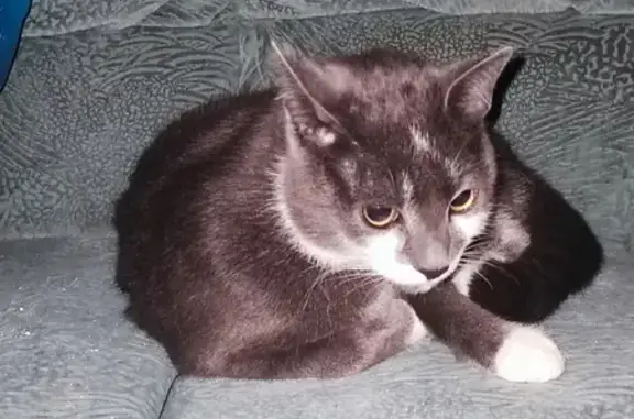 Chat gris-blanc docile trouvé - photo